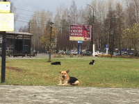 На бродячих собак нашли управу?